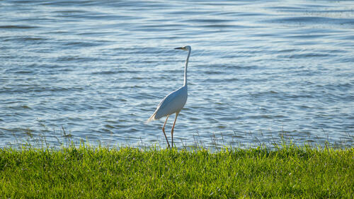 Egret dude